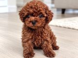 Baby Face Poodle Yavrular