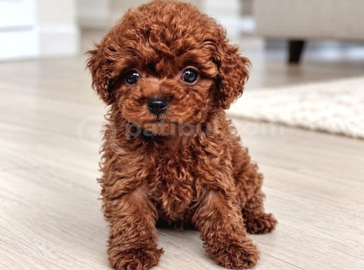 Baby Face Poodle Yavrular