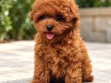 Sağlıklı Ve Sevimli Poodle Yavrular