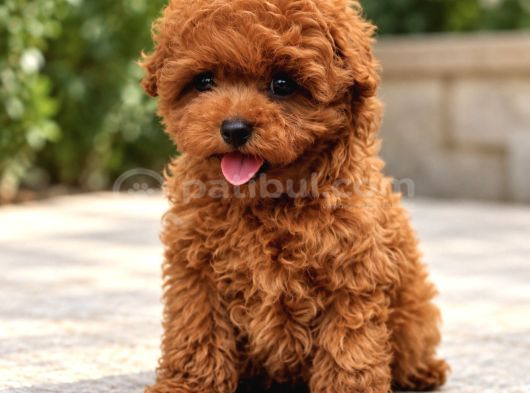Sağlıklı Ve Sevimli Poodle Yavrular