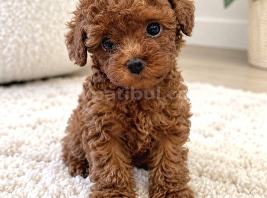 Özenle Yetiştirilen Poodle Yavrular