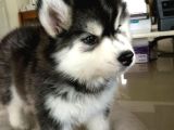 Asi̇l Husky Bebekler