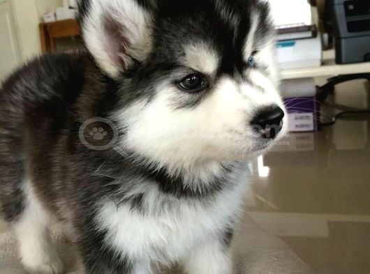Asi̇l Husky Bebekler görsel
