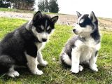 Asi̇l Husky Bebekler