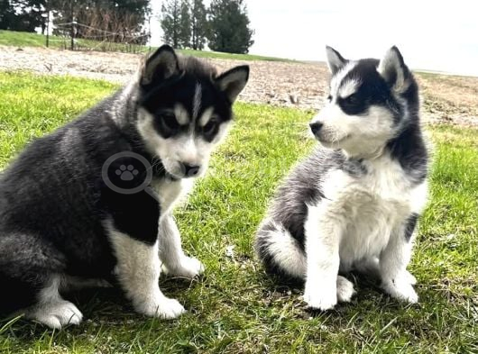 ASİL HUSKY BEBEKLER