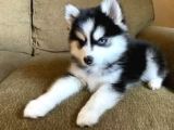 Asi̇l Husky Bebekler