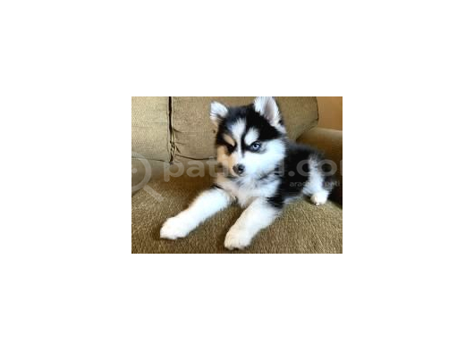 Asi̇l Husky Bebekler görsel