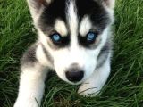 Asi̇l Husky Bebekler