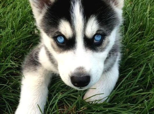Asi̇l Husky Bebekler görsel