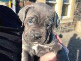 Cane Corso Yavrular