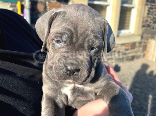 Cane Corso Yavrular görsel
