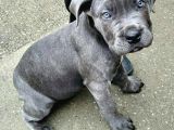 Cane Corso Yavrular