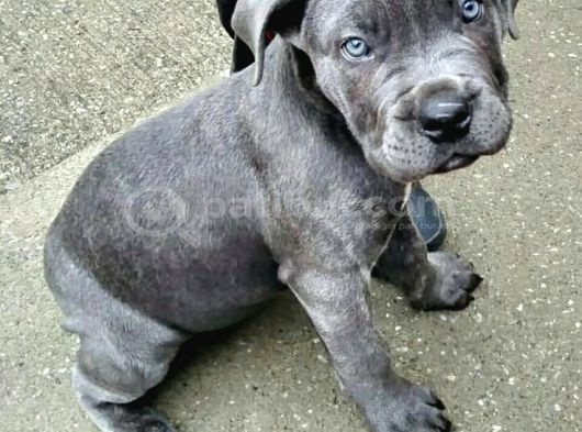 Cane Corso Yavrular görsel
