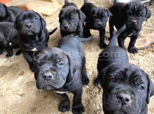 Cane Corso Yavrular görsel