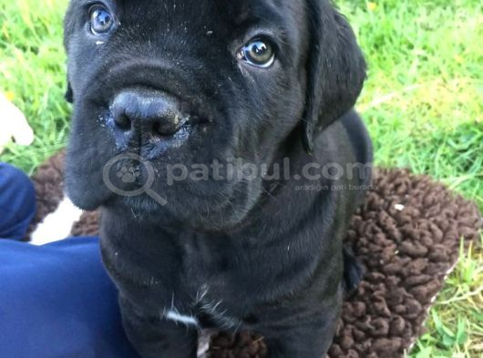 CANE CORSO YAVRULAR