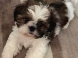 Shi̇h Tzu Bebekler