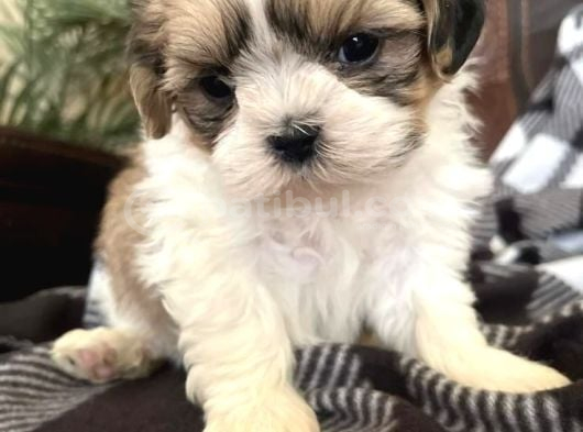 Shi̇h Tzu Bebekler görsel