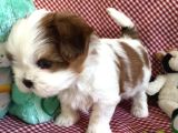 Shi̇h Tzu Bebekler