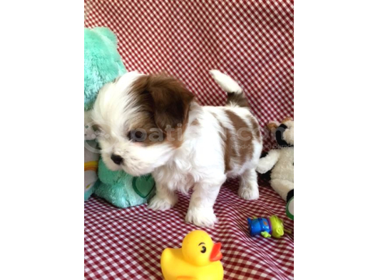 Shi̇h Tzu Bebekler görsel