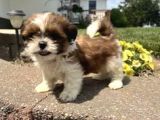 Shi̇h Tzu Bebekler