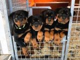 Rottweiler Safkan