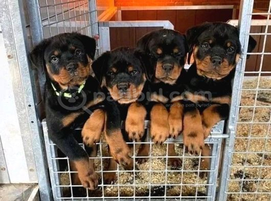 Rottweiler safkan
