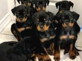Rottweiler Safkan