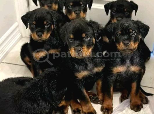 Rottweiler Safkan görsel