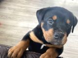 Rottweiler Safkan