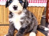 Türkiyede Tek Bernedoodle Yavruları