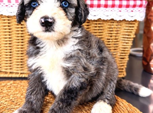 Türkiyede tek bernedoodle yavruları