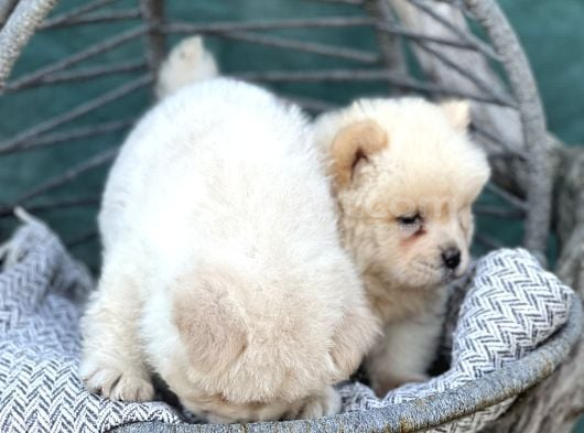 Chow Chow Yavrularımız Irkının En Özel Yavruları görsel