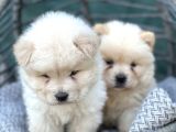 Chow Chow Yavrularımız Irkının En Özel Yavruları
