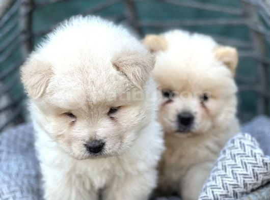 Chow Chow Yavrularımız Irkının En Özel Yavruları görsel