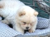 Chow Chow Yavrularımız Irkının En Özel Yavruları