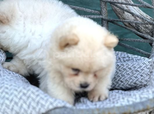 Chow Chow Yavrularımız Irkının En Özel Yavruları görsel