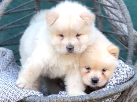 Chow chow Yavrularımız Irkının en özel Yavruları