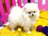 Pomerani̇an Boo Tea Cup Baby Face