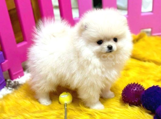 Pomerani̇an Boo Tea Cup Baby Face görsel