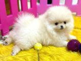 Pomerani̇an Boo Tea Cup Baby Face