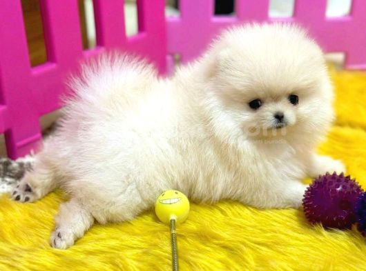 Pomerani̇an Boo Tea Cup Baby Face görsel