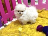 Pomerani̇an Boo Tea Cup Baby Face