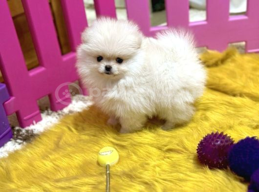 POMERANİAN BOO TEA CUP BABY FACE