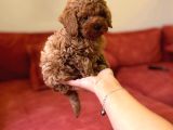 Tuvalet Eği̇ti̇mli̇ Toy Poodle