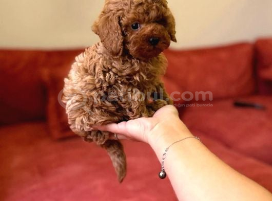 Tuvalet Eği̇ti̇mli̇ Toy Poodle