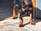 A Kalite Doberman Yavrularımız Rezerve Başlamıştır