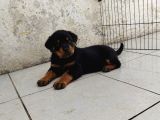 Extream Rotweiller Yavrular