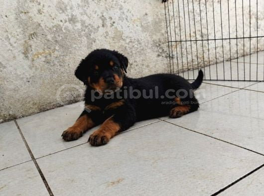 Extream rotweiller yavrular