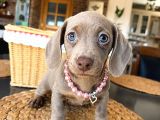 Birbirinden Özel Dachshund Yavrularımız