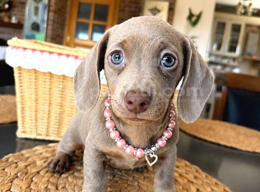 Birbirinden özel dachshund yavrularımız